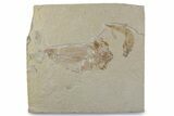 Cretaceous Fish (Gaudryella & Nematonotus?) Fossils - Lebanon #376361-1